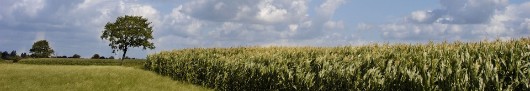 Landschaft mit Maisfeld in Uplengen